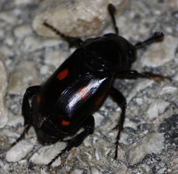 Silphidae: Nicrophorus  germanicus del Molise